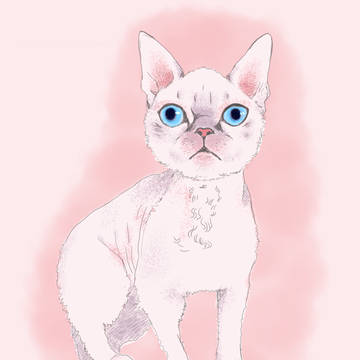 愛猫之助。