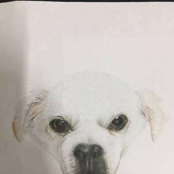 犬
