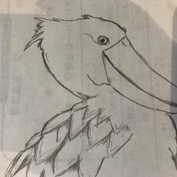 ハシビロコウ