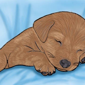 子犬