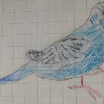 色付きセキセイインコ