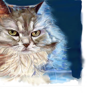 猫