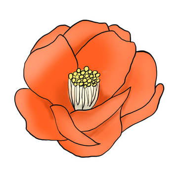 椿の花