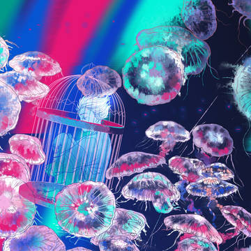 Jellyfish