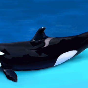 シャチのステラ