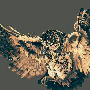 フクロウ二代目です