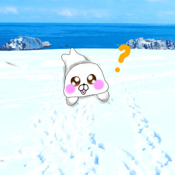 南極で見つけたアザラシの赤ちゃん