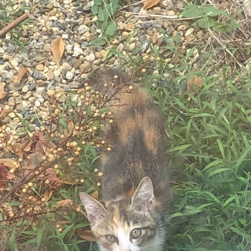 にゃんこ