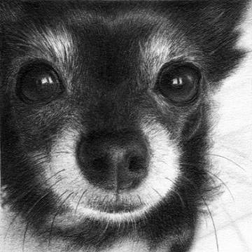 「Sophie」 鉛筆画小品