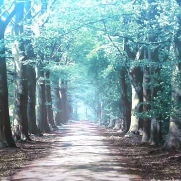 フリー背景素材 森 II