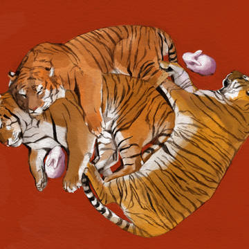 Tigers and rabbits