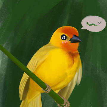 鸟