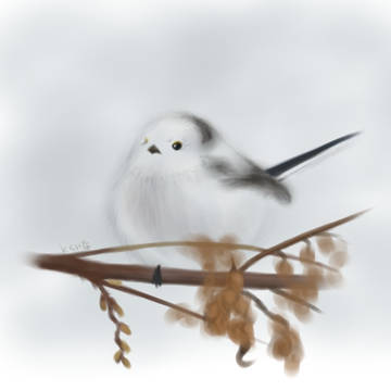 太ましいシマエナガ