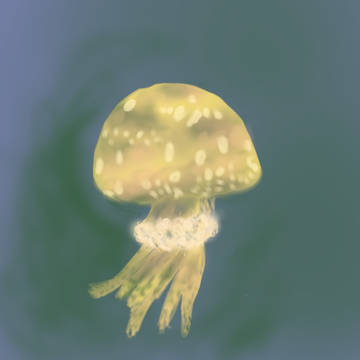 くらげ②
