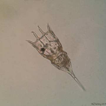Keratella cochlearis