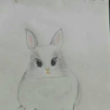 A rabbit