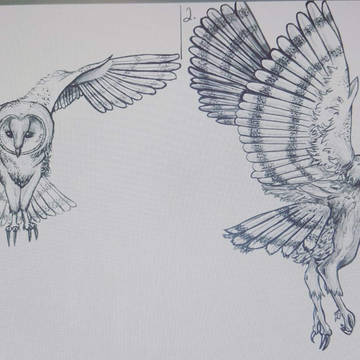 owl studies