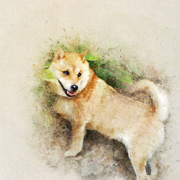 シバ