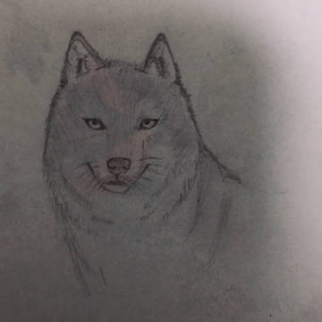 狼