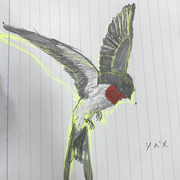 ツバメ