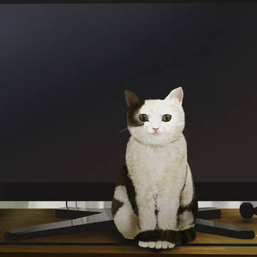 假装有猫~