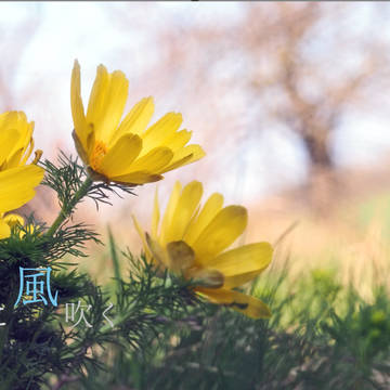 新刊『花に風吹く』告知【完売しました!】