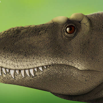 Tarbosaurus bataar head