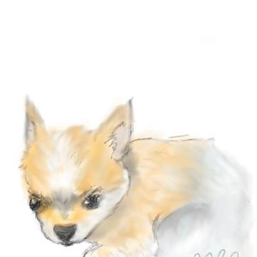 吉娃娃