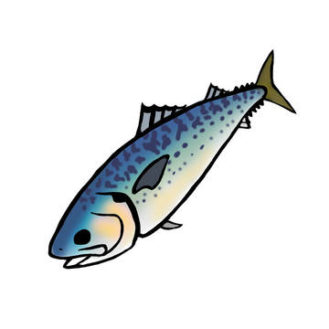 鯖 サバ