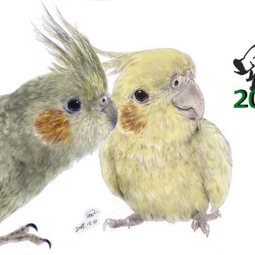 オカメインコ　鉛筆画