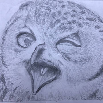 ふくろう 鉛筆画