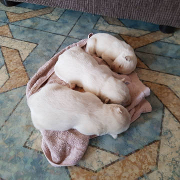 아직 애기일때