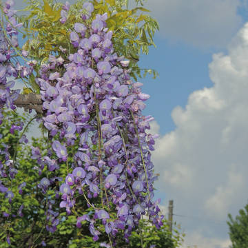 表紙用（花）