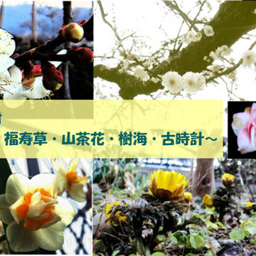 【素材】梅・水仙・福寿草・山茶花・樹海・古時計（写真加工素材）
