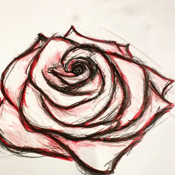Rose sketch