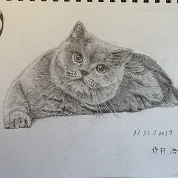 猫