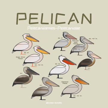 Birds of China-Pelicans