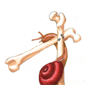 bones and snail