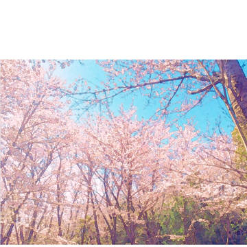 フォローしてくださってるみなさまへ、春のおすそ分けです。
