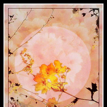 【フリー素材】写真素材272桜の加工素材 桜36