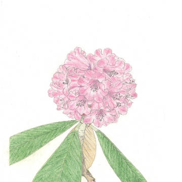 rhododendron rex