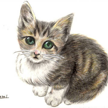 子猫の見つめる瞳