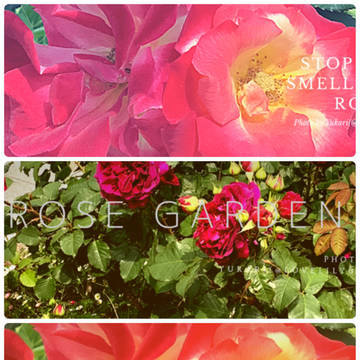 Twitter用フリーヘッダー(薔薇3種類)