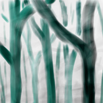 Misty Forest
