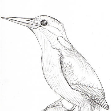 鳥の習作➁
