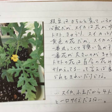 205号室!野菜育成日記