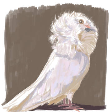Pigeon