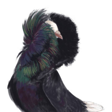Pigeon