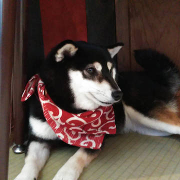 犬カフェの看板娘