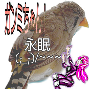 ガンミちゃん天国へ